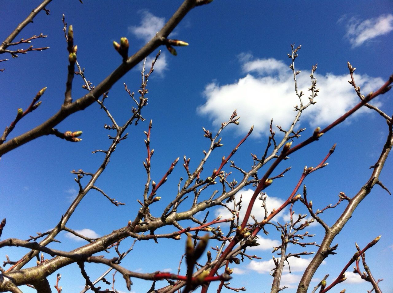 low angle view, branch, sky, tree, bare tree, nature, growth, beauty in nature, blue, tranquility, twig, cloud - sky, outdoors, day, no people, high section, cloud, scenics, sunlight, close-up