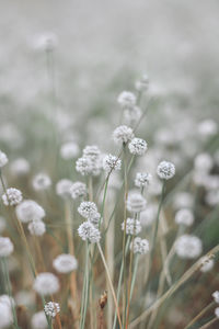 Close-up of white flowering plant on field