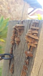 Close-up of wood