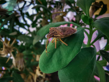 Close-up of butterfly on leaf