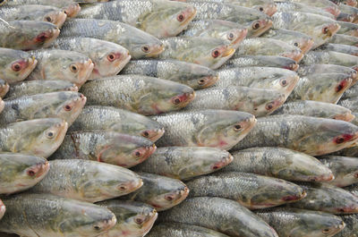 Close-up of fishes in market for sale