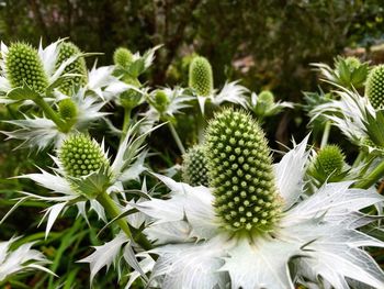 Close-up of white flowering plants in park