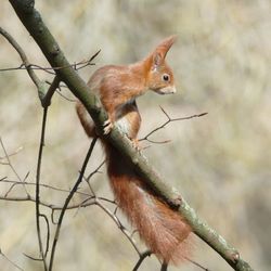 Close-up of squirrel