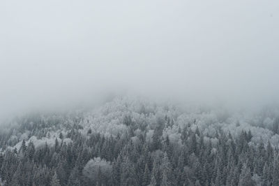 Pine trees in forest during winter against sky