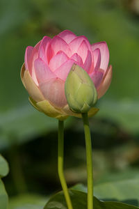 Close-up of pink water lily, lotus