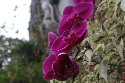 Close-up of pink flowering plant
