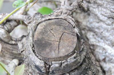 Close up of wood