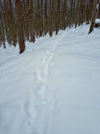 Snow covered landscape