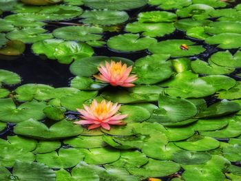 Lotus leaves floating on pond