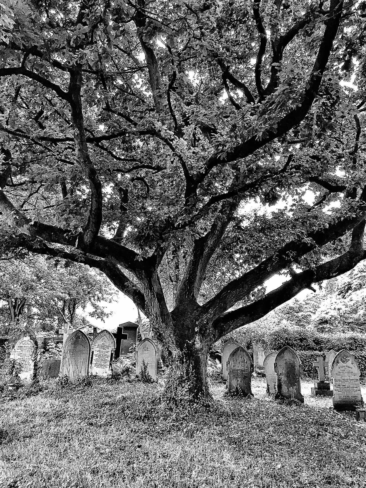 Black and white image of a tree in a cemetery