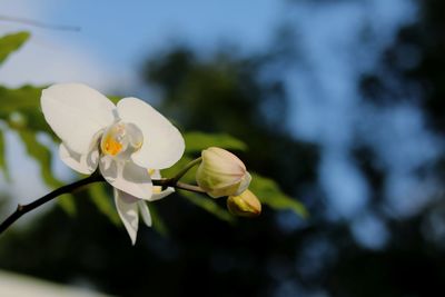 Close-up of white flowering plant