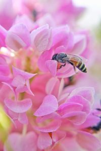 Close-up of bee pollinating on pink flower