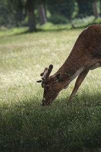 Deer eating grass 