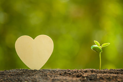 Close-up of heart shape leaf