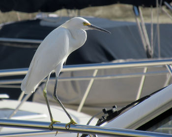 White heron hanging out on boat rail in harbor at dana point, california