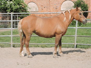 Horse standing in ranch