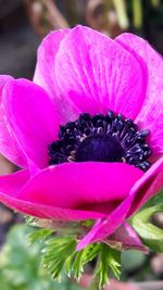 Close-up of pink flower blooming outdoors