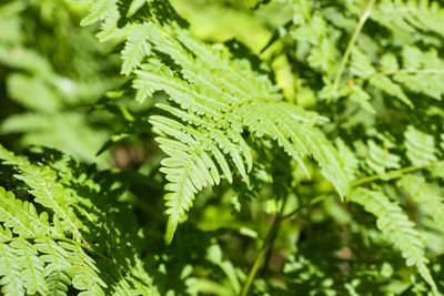 Fern plants