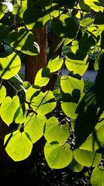 Close-up of fresh green leaf in water