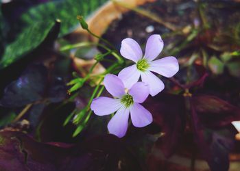 Close-up of flowers