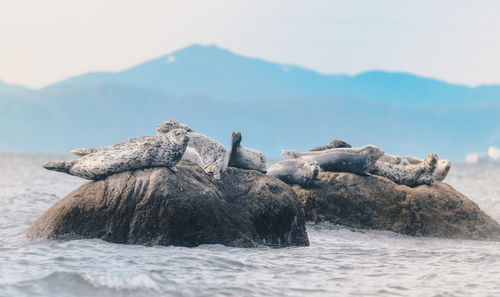 Turtle on sea shore against sky