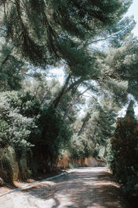 Road amidst trees in forest