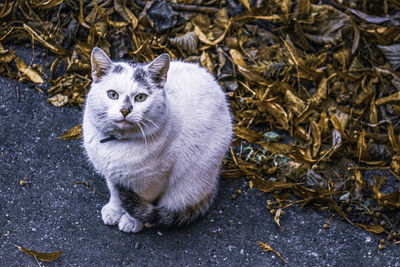 Close-up portrait of a cat staring at camera, outdoors