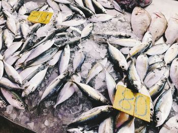 High angle view of fish for sale at market