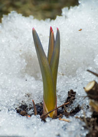 Close-up of plant on snow covered land