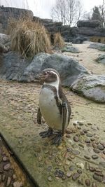 Close-up of bird