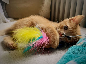 Close-up of cat lying on sofa at home