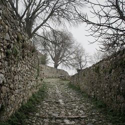 Narrow pathway along trees