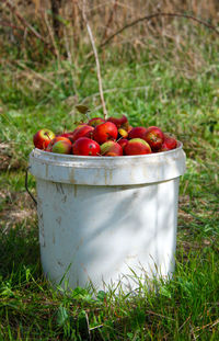 Close-up of fruits on field