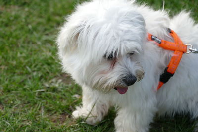 White dog on field