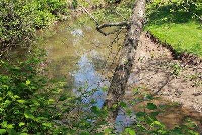 Reflection of trees in pond