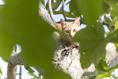 Low angle portrait of kitten sitting on tree