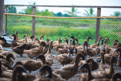 Flock of birds