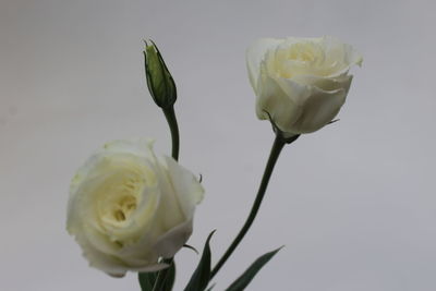 Close-up of fresh rose against white background