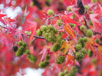 Close-up of red flowering plants