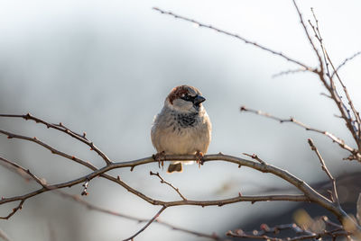 Close-up of bird perching on branch