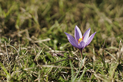 Close-up of purple crocus flowers on field