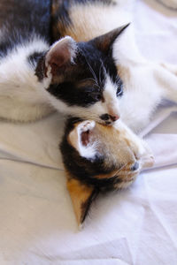 Close-up of cat sleeping on bed