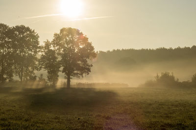 Sun shining through trees in foggy weather