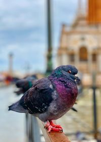 Close-up of pigeon perching on railing