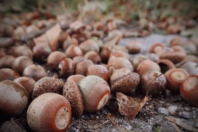 Acorns on the ground