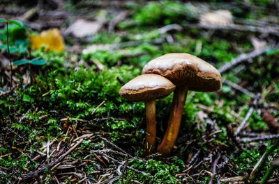 Close-up of mushroom growing on field