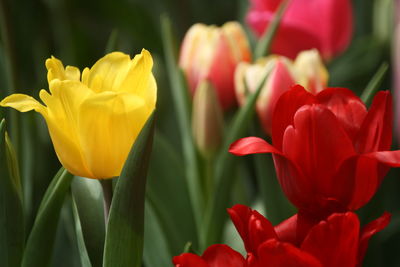 Close-up of red tulips