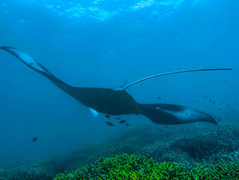 Manta ray. Yap