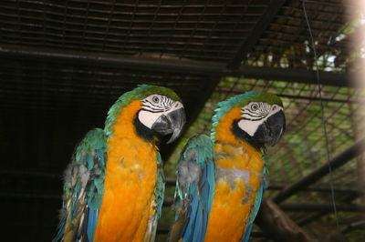 Close-up of birds