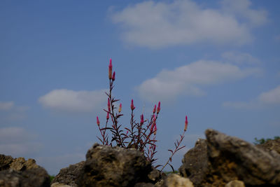 Low angle view of flowers against blue sky